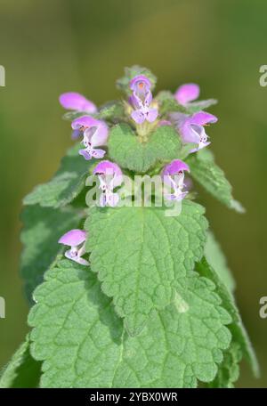 Henbit Dead-ortie - Lamium amplexicaule Banque D'Images