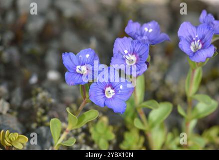 Rock Speedwell - Veronica fruticans Banque D'Images