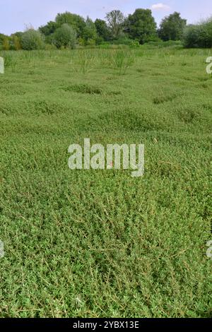 Nouvelle-Zélande Pigmyweed - Crassula helmsii Banque D'Images