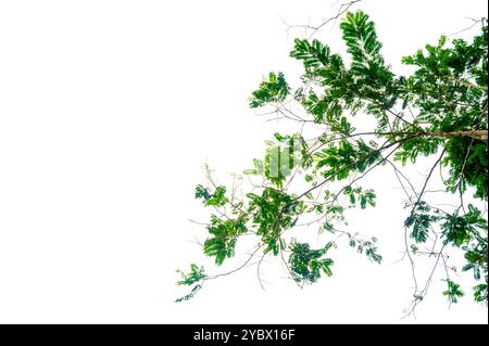 branche d'arbre vert isolée. Nouvelles feuilles vertes sur une branche de tilleul. Jeune feuillage frais de tilleul. Ensemble d'objet isolé sur un fond blanc. SPR Banque D'Images