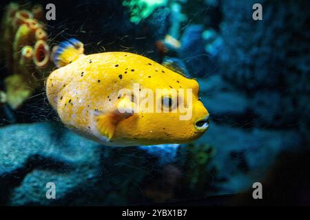 Un poisson bouffant à taches noires glisse gracieusement dans son aquarium à l'Oceanario de Lisbonne, mettant en valeur les couleurs vives et la vie marine. Banque D'Images