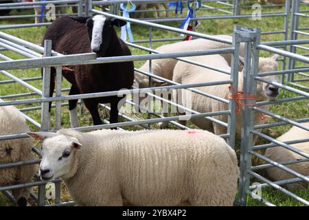 Moutons dans des enclos à un salon agricole de campagne Banque D'Images
