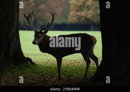 Red Deer Stag dans Silhouette, Bushy Park, Londres Banque D'Images