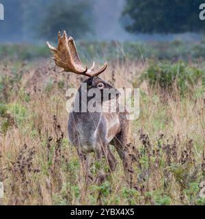 Cerf de cerf de Fallow - Dama dama - Bushy Park, Londres Banque D'Images