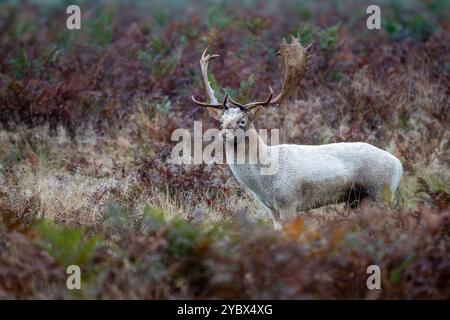 Cerf en jachère blanche - Dama dama - Bushy Park, Londres Banque D'Images