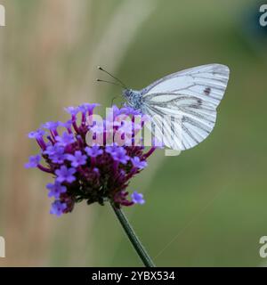 Vert-veiné blanc - Pieris napi- alimentation de papillon sur la fleur violette Banque D'Images