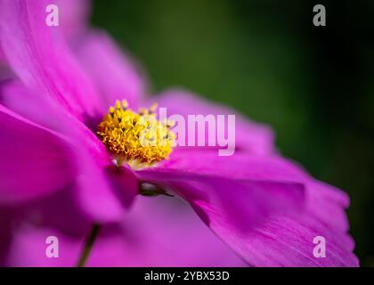 Gros plan sur les fleurs de cosmos avec mise au point sélective Banque D'Images