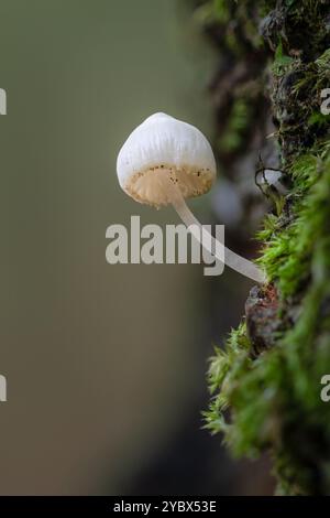 Minuscule champignon Mycena poussant à partir du tronc d'arbre, gros plan Banque D'Images