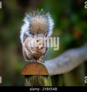 Écureuil gris - Sciurus carolinensis - sur balustrade en bois Banque D'Images