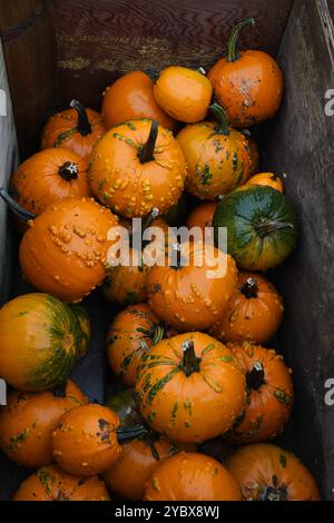 Caisses de citrouilles Banque D'Images