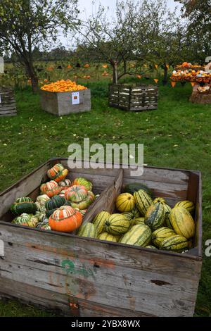 Caisses de citrouilles Banque D'Images