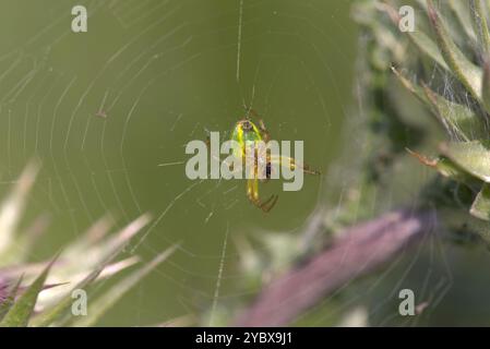 Une araignée de concombre (Araniella cucurbitina) sur une toile. Banque D'Images