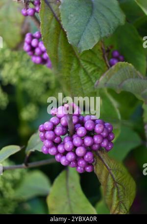 callicarpa bodinieri Banque D'Images