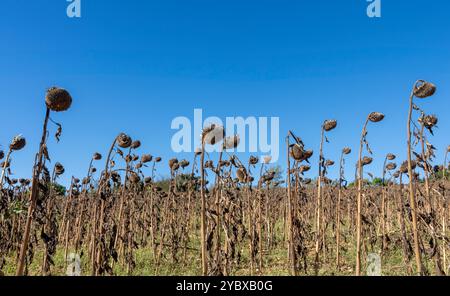 Les têtes de graines de tournesol mortes sèchent sous le soleil d'automne, Montolieu, département de l'Aude, Occitanie, France. Banque D'Images