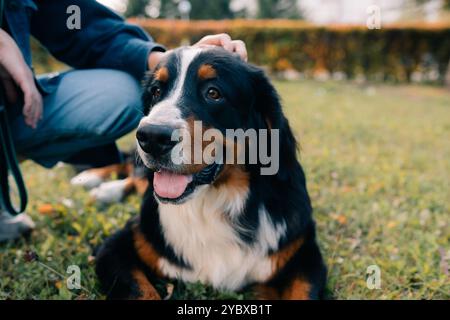 Le propriétaire frappe l'épagneul de chien avec la main, à l'extérieur. Gros plan chien assis à côté de son propriétaire. Concept d'amitié animale humaine. Vidéos 4K de haute qualité Banque D'Images