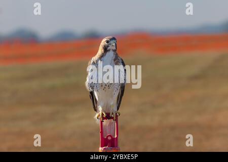 Le faucon à queue rouge (Buteo jamaicensis) assis sur le terrain de l'aéroport Banque D'Images