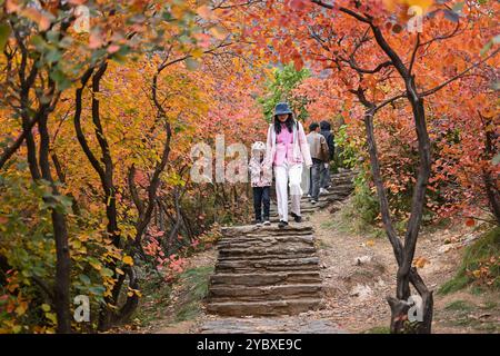 Pékin, Chine. 20 octobre 2024. Les gens apprécient le paysage d'automne à Pofengling Scenic Area dans le district de Fangshan à Pékin, Oct. 20, 2024. Crédit : Li Xin/Xinhua/Alamy Live News Banque D'Images