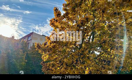 Un érable de Norvège (Acer platanoides) à Berlin-Schoeneberg en automne Banque D'Images