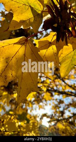 Un érable de Norvège (Acer platanoides) à Berlin-Schoeneberg en automne Banque D'Images