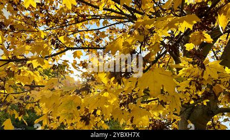 Un érable de Norvège (Acer platanoides) à Berlin-Schoeneberg en automne Banque D'Images