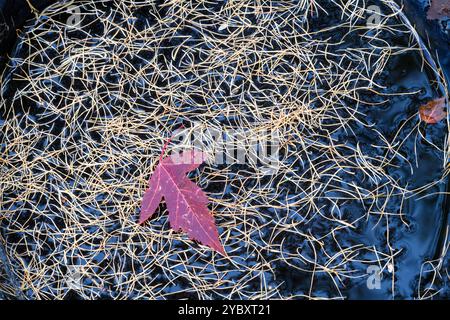 Une seule feuille d'érable rouge repose sur un lit d'aiguilles de mélèze doré séchées sur une surface sombre et humide, soulignant le contraste vibrant. Larix sibirica Banque D'Images