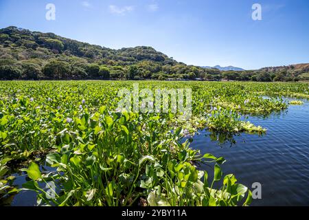 El Salvador, Suchitoto, lac Suchitlán (réservoir de Cerrón Grande) couvert par la jacinthe d'eau commune (Pontederia crassipes), l'une des pla les plus envahissantes Banque D'Images