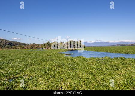 El Salvador, Suchitoto, lac Suchitlán (réservoir de Cerrón Grande) couvert par la jacinthe d'eau commune (Pontederia crassipes), l'une des pla les plus envahissantes Banque D'Images