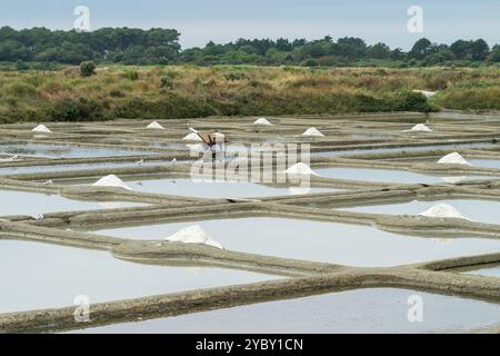 Marais salants près de Guérande, France Banque D'Images