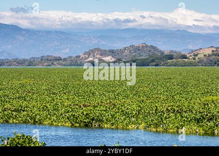 El Salvador, Suchitoto, lac Suchitlán (réservoir de Cerrón Grande) couvert par la jacinthe d'eau commune (Pontederia crassipes), l'une des pla les plus envahissantes Banque D'Images