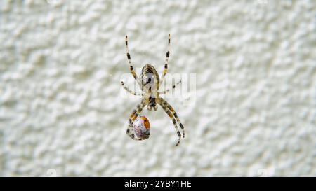 Gros plan de l'araignée rayée (Araneus cavaticus) capturant sa proie avec ses longues pattes ressemblant à des tentacules, mettant en valeur la vie fascinante d'Arach Banque D'Images