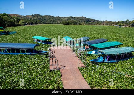 El Salvador, Suchitoto, lac Suchitlán (réservoir de Cerrón Grande) couvert par la jacinthe d'eau commune (Pontederia crassipes), l'une des pla les plus envahissantes Banque D'Images