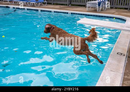 Un chien brun labradoodle saute dans une piscine en poursuivant une balle. Séquence. Dans une communauté de condominiums à Arlington, en Virginie, les résidents sont stimulés à apporter Banque D'Images