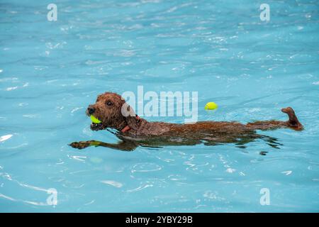 Un chien brun labradoodle saute dans une piscine en poursuivant une balle. Séquence. Dans une communauté de condominiums à Arlington, en Virginie, les résidents sont stimulés à apporter Banque D'Images