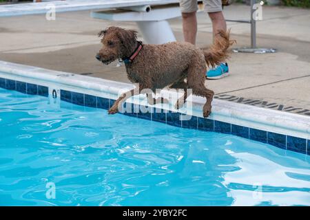 Un chien brun labradoodle saute dans une piscine en poursuivant une balle. Séquence. Dans une communauté de condominiums à Arlington, en Virginie, les résidents sont stimulés à apporter Banque D'Images