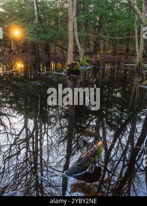 Lorsque le soleil se couche, des couleurs éclatantes illuminent l'eau calme des marais, créant un reflet miroir des arbres environnants dans le landsca serein de Suède Banque D'Images