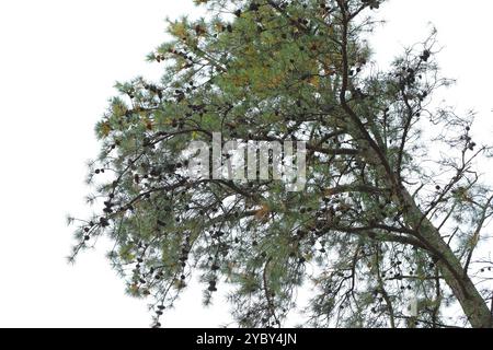 Pinus rigida Northern Pitch Pine Tree. Vue sur la couronne d'un vieil arbre avec de nombreux cônes. Banque D'Images