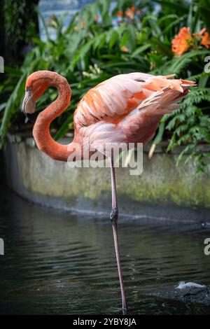 Plan vertical de flamant rose debout dans une eau, Madère, Portugal Banque D'Images