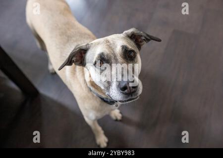 Portrait d'un chien de race mixte regardant la caméra Banque D'Images