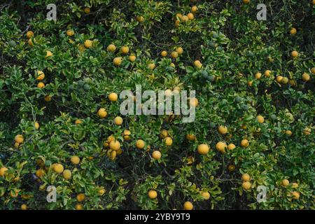 Die Dreiblättrige Orange, Poncirus trifoliata, auch Bitterorange oder Bitterzitrone genannt, ist die einzige sicher bekannte Pflanzenart der Gattung Poncirus in der Familie der Rautengewächse. AUS China in der Flora in Köln *** L'orange trifoliée Poncirus trifoliata, également connue sous le nom d'orange amère ou citron amer, est la seule espèce végétale connue du genre Poncirus dans la famille rue. De Chine dans la flore à Cologne Nordrhein-Westfalen Deutschland, Allemagne GMS17901 Banque D'Images