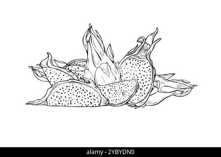Vector Pitahaya cactus dessin à la main illustration d'esquisse en noir. pour livre de coloriage. Ligne de composition des moitiés, des tranches et des fruits de dragon entiers Illustration de Vecteur