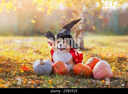 chien corgi drôle en costume et chapeau assis parmi les légumes de citrouilles orange dans le jardin d'automne sur halloween Banque D'Images