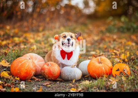 chien corgi drôle en costume assis parmi les citrouilles de légumes oranges dans le jardin d'automne sur halloween Banque D'Images