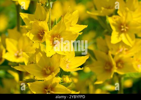 Loosestrife en pointillé ou bande lâche en pointillé (lysimachia punctata), gros plan d'une pointe des fleurs jaunes de cet évadé de jardin qui pousse dans la nature. Banque D'Images