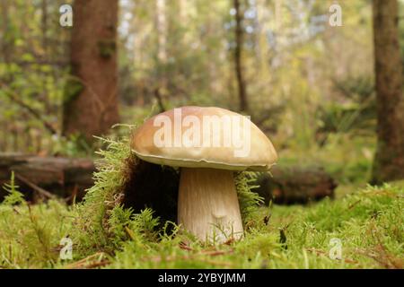 Le champignon sauvage comestible Boletus edulis pousse dans la forêt. Le corps du fruit a un grand chapeau brun et un stipe blanc brun robuste Banque D'Images