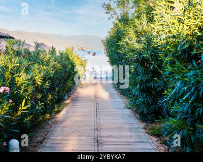 Promenade en planches de bois mène à la plage à travers une végétation luxuriante par une journée ensoleillée d'été. Banque D'Images