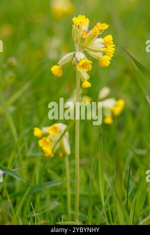 Cowslip, Primula veris, Cowbridge, Vale of Glamorgan, pays de Galles, ROYAUME-UNI Banque D'Images
