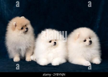 Trois chiots poméraniens sur velours bleu Banque D'Images