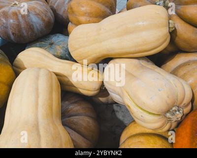 Différentes citrouilles sont sur le comptoir dans le magasin. Grosses citrouilles. Légumes à vendre. Fond de citrouille. Photo de haute qualité Banque D'Images