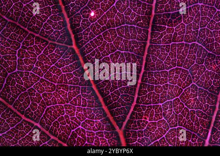 Texture de feuille rose, gros plan extrême, lignes naturelles Banque D'Images