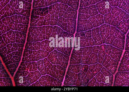 Texture de feuille rose, gros plan extrême, lignes naturelles Banque D'Images